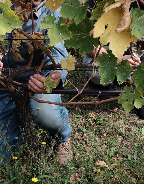 Vineyards needs care