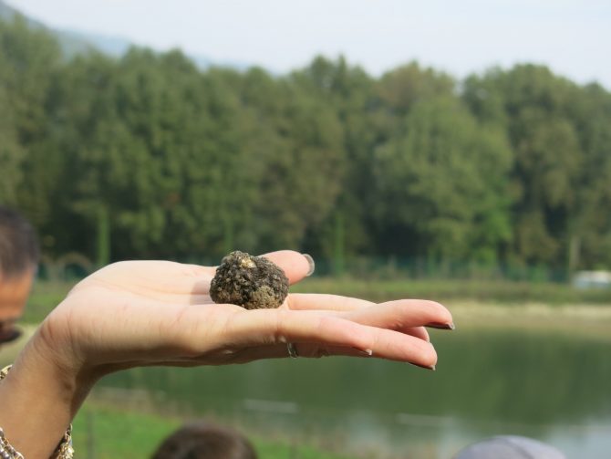 Black truffle